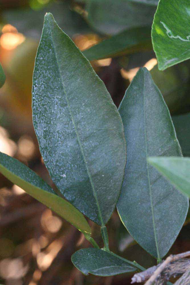            Unifoliolate leaf (Riverside, CA)   